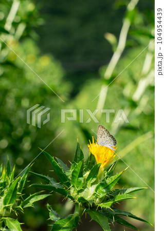 べに花に吸蜜するモンシロチョウ 104954439