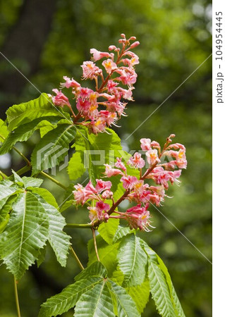 紅トチの木の花　都内の公園にて 104954445