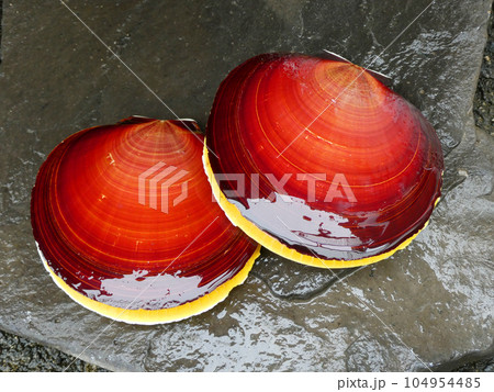 オモテとウラの色が異なる2枚貝、ツキヒガイの写真 104954485