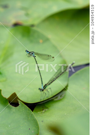 睡蓮の葉にとまるセスジイトトンボ 104954519
