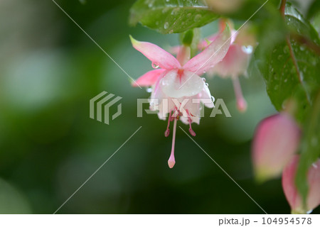 フクシア 104954578
