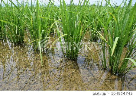 田植え3週間後の水田 田植え3週間後の水田 104954743
