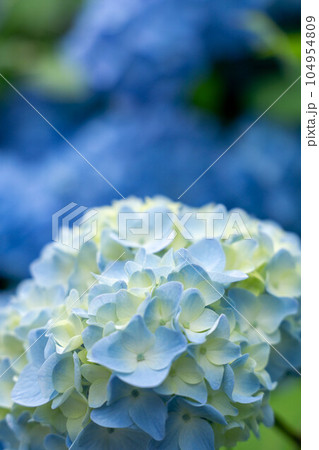 爽やかな青の紫陽花 爽やかな青の紫陽花 104954809
