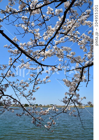瓢湖の桜（新潟県） 104955101