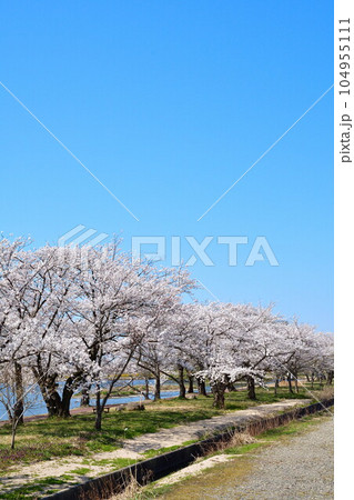 瓢湖の桜（新潟県） 104955111