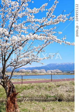 瓢湖の桜(新潟県) 瓢湖の桜(新潟県) 104955112