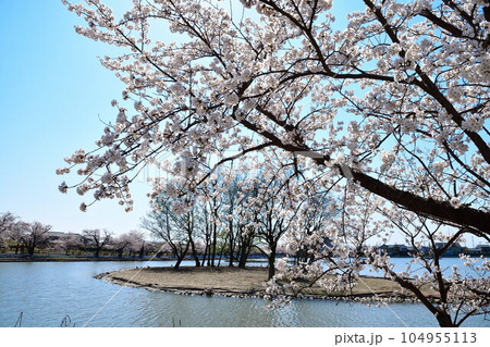 瓢湖の桜（新潟県） 104955113