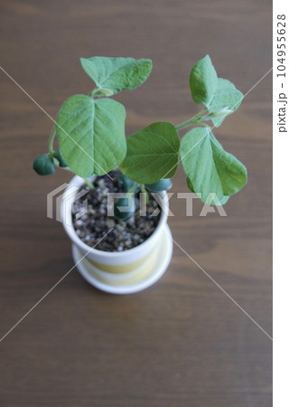 家の中で育てる枝豆の木、こじんまり 104955628
