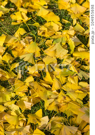 黄色に染まった銀杏の落ち葉の絨毯 黄色に染まった銀杏の落ち葉の絨毯 104955698