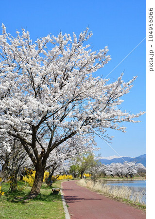 瓢湖の桜（新潟県） 104956066