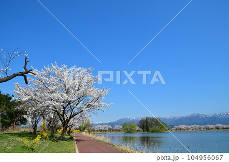 瓢湖の桜（新潟県） 104956067