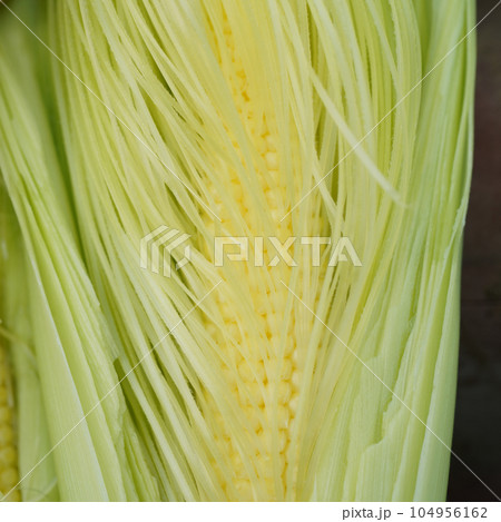収穫したてのヤングコーン アップ 収穫したてのヤングコーン アップ 104956162