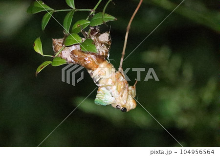 羽化したばかりのセミ 104956564