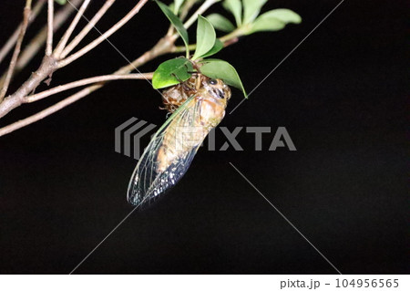 羽化したばかりの蝉 羽化したばかりの蝉 104956565