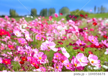 越後丘陵公園のコスモス 104956678