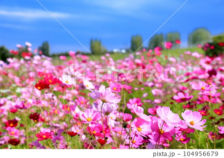 越後丘陵公園のコスモス 104956679