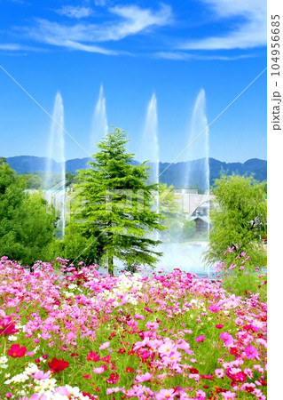 越後丘陵公園のコスモス 越後丘陵公園のコスモス 104956685