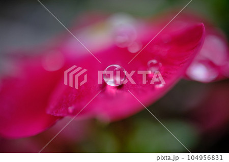 鮮かな日々草の花びらと綺麗な水滴 104956831