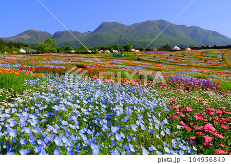 くじゅう連山と春彩の花畑(大分県久住町) くじゅう連山と春彩の花畑(大分県久住町) 104956849