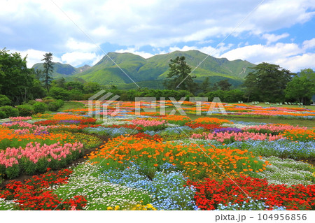 くじゅう連山と春彩の花畑(大分県久住町) くじゅう連山と春彩の花畑(大分県久住町) 104956856