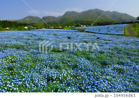 くじゅう連山とネモフィラ畑（大分県久住町） 104956863