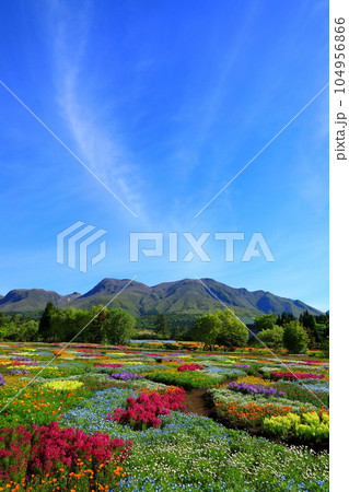 くじゅう連山と春彩の花畑（大分県久住町・縦構図） 104956866