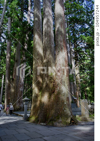 世界遺産高野山奥之院の情景 世界遺産高野山奥之院の情景 104957244