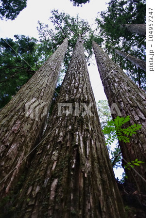 世界遺産高野山奥之院の情景 世界遺産高野山奥之院の情景 104957247