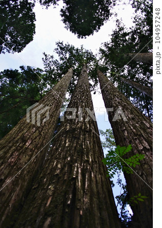 世界遺産高野山奥之院の情景 世界遺産高野山奥之院の情景 104957248