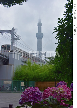 東京　隅田公園の紫陽花とスカイツリー 104957344