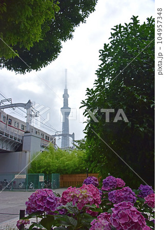 東京　隅田公園の紫陽花とスカイツリー 104957348