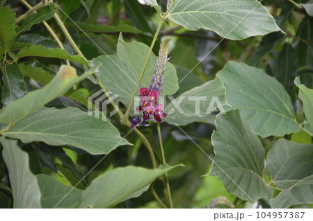 町田市小山ヶ丘のクズの花 104957387