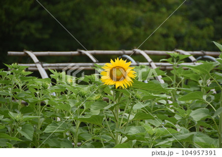 町田市小山ヶ丘のヒマワリ畑 104957391