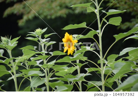 町田市小山ヶ丘のヒマワリ畑 104957392