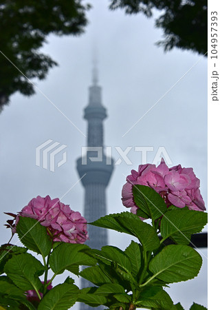 東京　隅田公園の紫陽花とスカイツリー 104957393