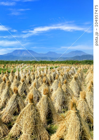 延徳田んぼの田園風景と北信五岳 104957475