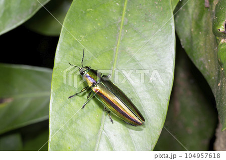 タマムシ 104957618