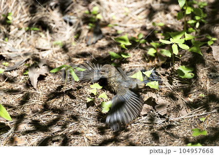 ルリビタキ 104957668