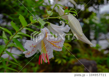 ゆり ゆり 104957721