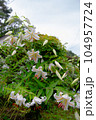 ゆり 104957724