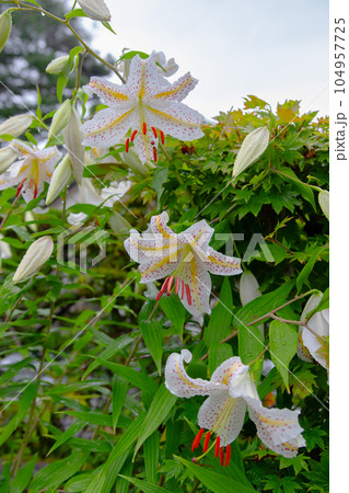 ゆり ゆり 104957725