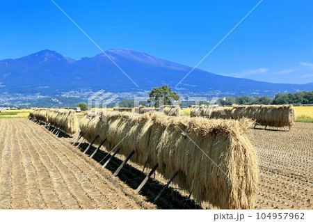 秋の五郎兵衛新田と浅間山 秋の五郎兵衛新田と浅間山 104957962