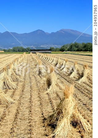 秋の五郎兵衛新田と浅間山 104957965
