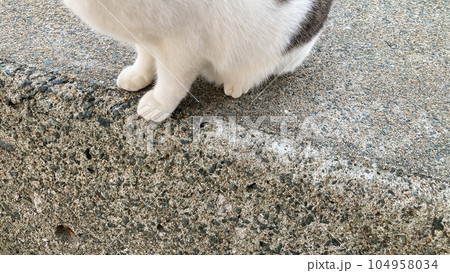 猫の白い足元 104958034