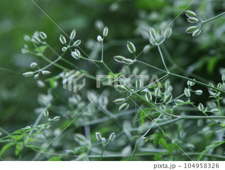 オヤブジラミの若い実 104958326