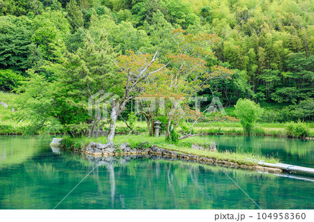 初夏の白水の池 山口県美祢市 初夏の白水の池 山口県美祢市 104958360