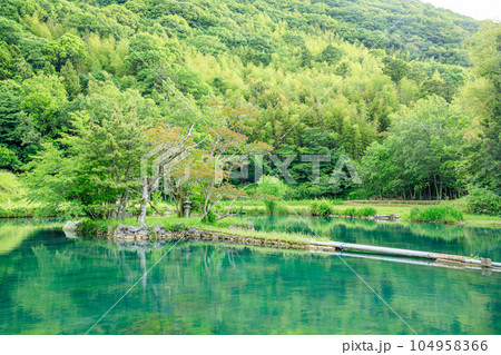 初夏の白水の池　山口県美祢市 104958366