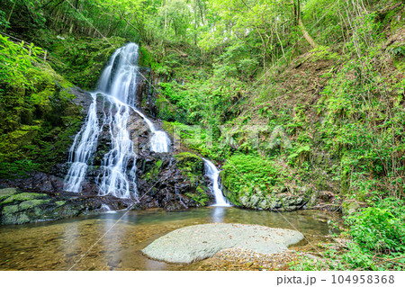初夏の秋芳白糸の滝　山口県美祢市 104958368