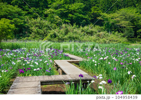 初夏の神楽女湖 菖蒲の花 大分県別府市 初夏の神楽女湖 菖蒲の花 大分県別府市 104958439