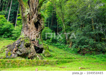 夏の武雄の大楠 佐賀県武雄市 夏の武雄の大楠 佐賀県武雄市 104958485